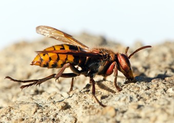 Wasp or German European wasp in latin Vespula vulgaris