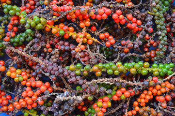 harvested black pepper corns 