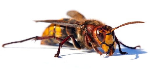 European hornet in latin Vespa crabro
