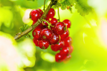 a red berry ribs on currant bush in the garden season
