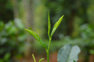 Tea leaves from a tea plantation