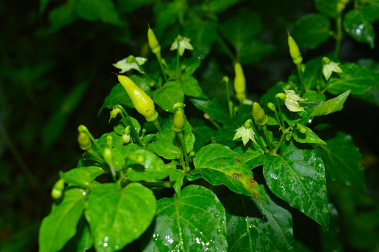 Ripe Red Chilly Ready For Harvest