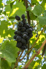 dark blue wine grape on a bush, summer harvest