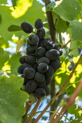 dark blue wine grape on a bush, summer harvest