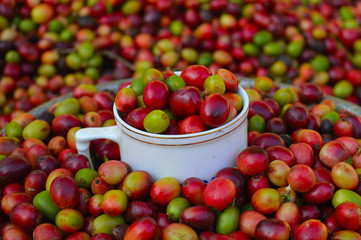 harvested coffee berries being dried
