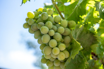 light green wine grape on a bush, summer harvest