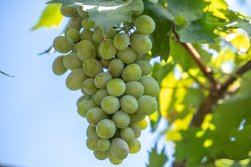 light green wine grape on a bush, summer harvest