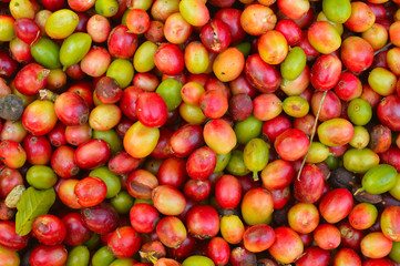 harvested coffee berries being dried