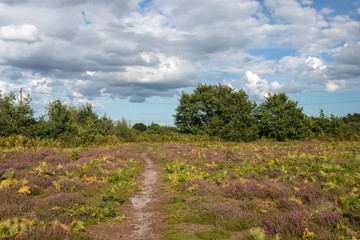 Heather at Blackheath, Wenhaston, Suffolk, England