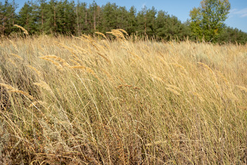 Fototapeta premium steppe with yellow grass, dry rustic field