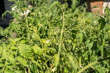 green tomatoes on a bush in a garden, harvesting summer season
