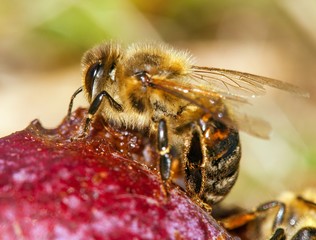 bee or honeybee in Latin Apis Mellifera