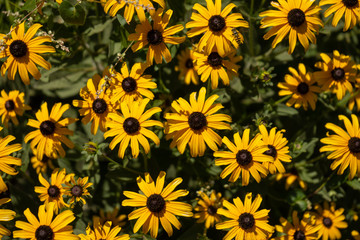 Fototapeta na wymiar yellow summer flowers in a garden