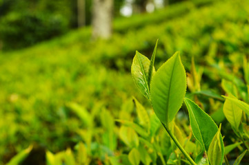 Tea leaves from a tea plantation