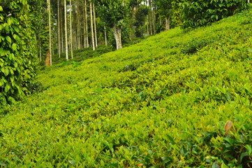 Tea leaves from a tea plantation