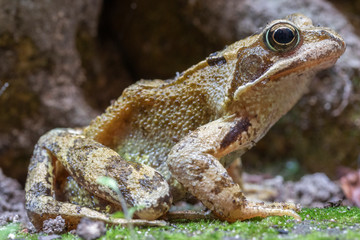 Closeup image of a stationary frog