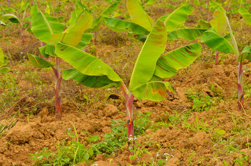 Banana plantations
