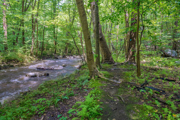 Trail Along the Brook