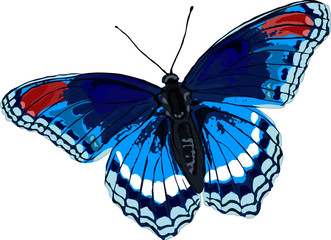 vector of blue butterfly isolated on white