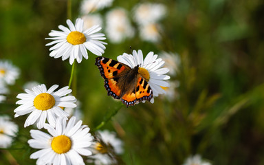 Bright colored beautiful butterfly with spread wings sits on medicinal chamomile flower. Colorful summer closeup photo. Orange moth and bunch of pharmaceutical daisies on green field. Banner web site