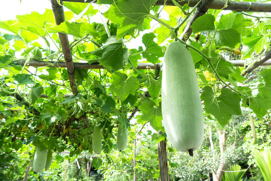 Close up of the Benincasa hispida hanging on the vine , Agricultural cultivation in Thailand.
