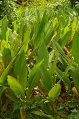 Obraz premium Turmeric plantation