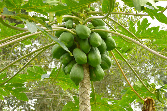 papaya fruits on tree