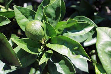 Ramo di Arancio con foglie e frutto verde