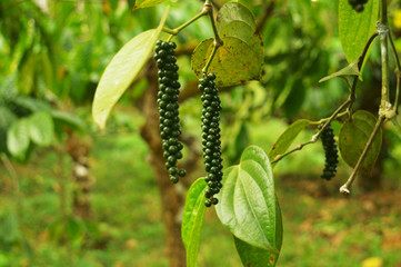 young black pepper corns on vine