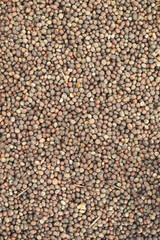 harvested coffee berries being dried