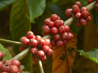 coffee berries on a branch