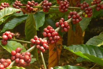 coffee berries on a branch