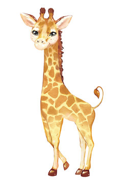 .Watercolor illustration tropical animal portrait. Exotic kids summer print for party. Cute poster with giraffe