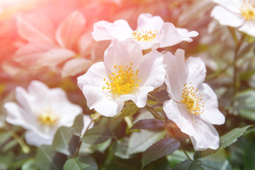 Rosehip white flower in the morning sun.