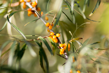 Ripe sea buckthorn fruits on a branch. Close-up.
