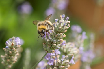 Bumble bee on lavender plant