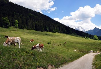 Fototapeta na wymiar Unterwegs zur Modaualm im Berchtesgadener Land