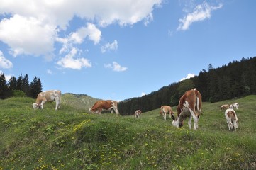 Obraz premium Unterwegs zur Modaualm im Berchtesgadener Land