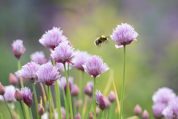 Bumblebee flying around chive flowers