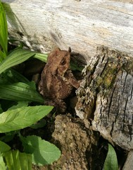 Frog in Garden 