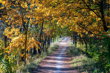 The footpath in autumnal forest at sunny day