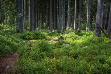 Green summer Coniferous forest landscape