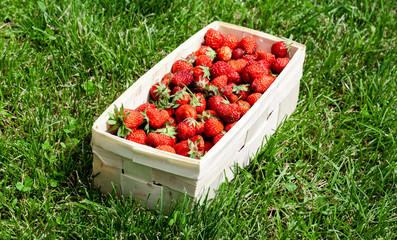 Wooden basket with red strawberries on background of green grass closeup. Juicy, fresh berries, picked in garden, lie in box on lawn. Colorful photo taken on sunny day in country. Side view. Banner