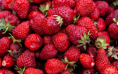 Juicy beautiful red freshly picked strawberries. Healthy and wholesome Food background. Many natural strawberries close-up, top view. Macro shot of strawberry texture in sunny day.