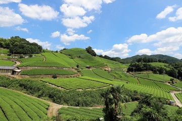 和束町の茶畑