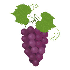 Vector illustration of twig burgundy grapes