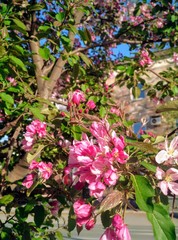 pink and white flowers