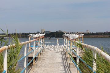 Naklejka premium birds sitting on the iron railings of the pier