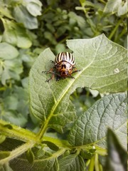 Fototapeta premium Colorado potato beetle on potato leaves