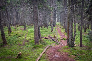 Trekking trail in the forest Coniferous forest